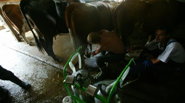 brandurile mari iau caimacul