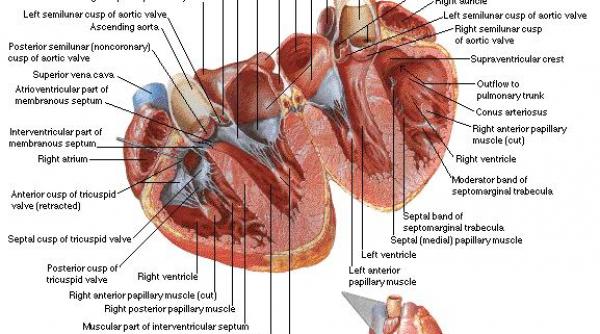 traficul intens ne poate imbolnavi