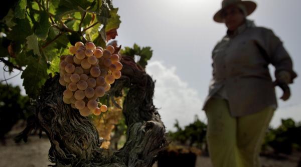 seceta face vinul mai bun