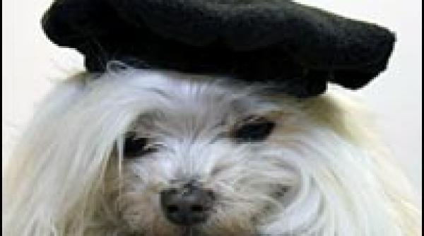 milionar peste noapte un bison din sua mosteneste 12 milioane de dolari