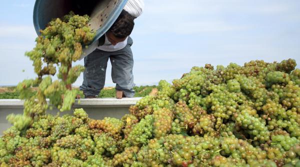 angajati de unica folosinta