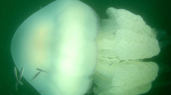 meduze viole n te la marea neagra