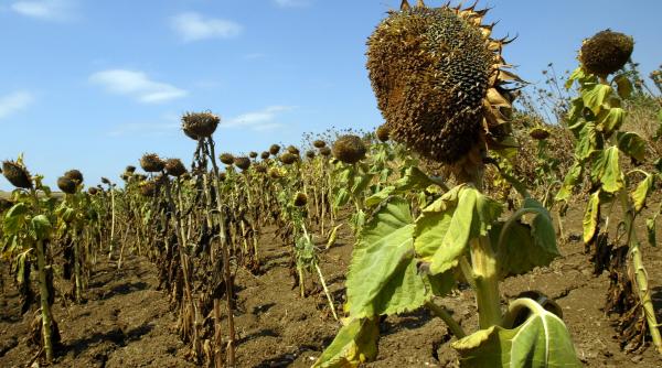 istoria anilor de arsita din romania