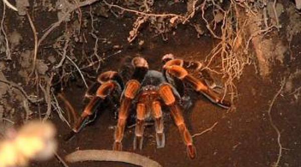 o tarantula suceveana e certata cu legea