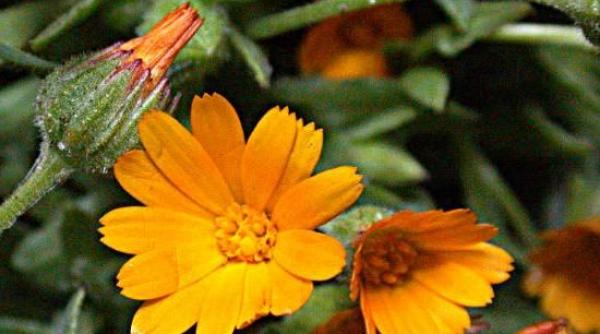 plantele capteaza antibiotice