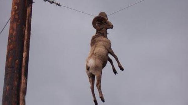 intrebari enervari mirairi