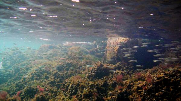 o rezervatie cu intrusi