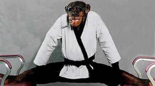 un cimpanzeu a obtinut centura neagra la karate