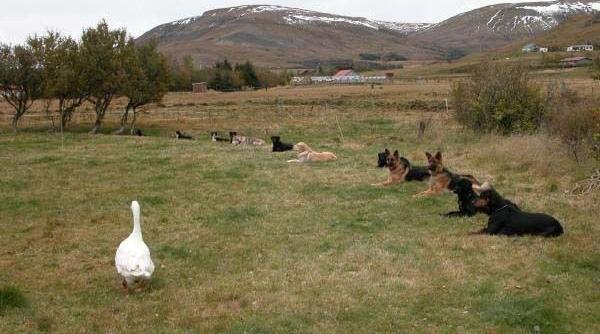 intrebariari enervari mirari