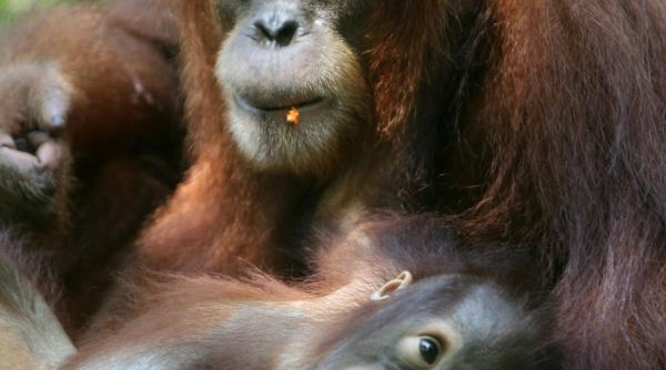 rainforest challenge distractie ecologica