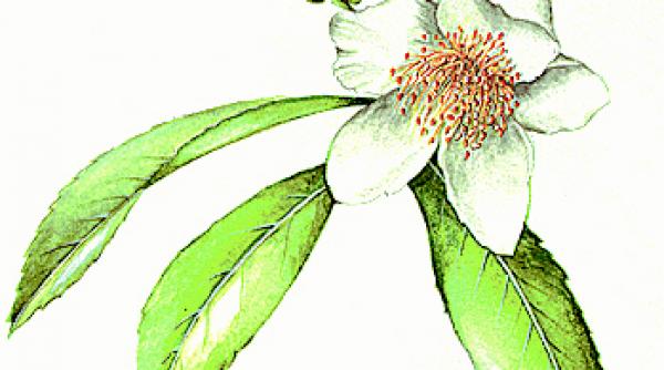 ceaiul verde tine cancerul departe