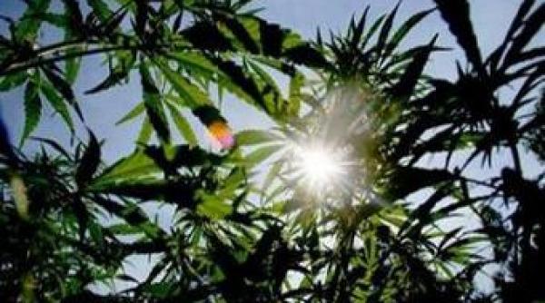 a incercat sa si recupereze drogurile apeland la politie