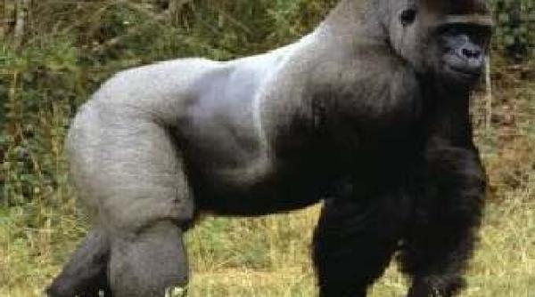 ecosistem murim incet dar sigur