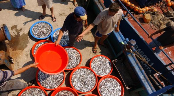 proiect de lege a pescuitului