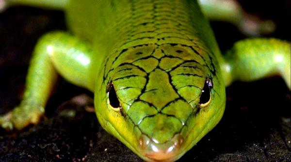 descoperire specii noi de reptile