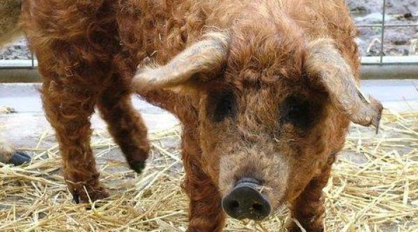 o noua lume porci crescuti pentru lana