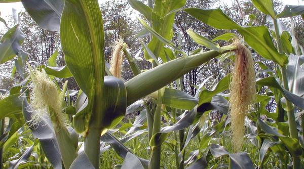 strategii sua isi apara culturile de omg