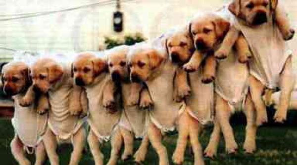 intrebari enervari mirari