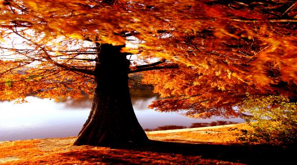 lasa mi toamna pomii verzi