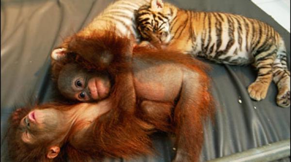 copiii vor doar sa se joace