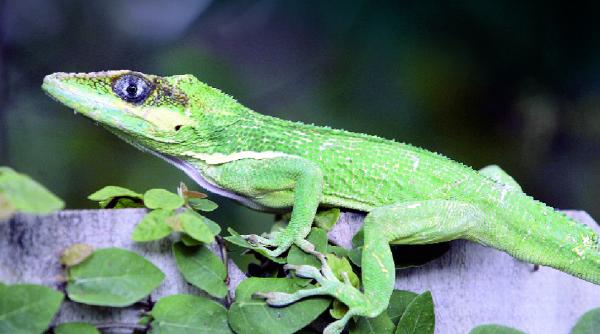 diversitate in ariditate