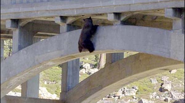 un urs putin adaptat la infrastructura rutiera