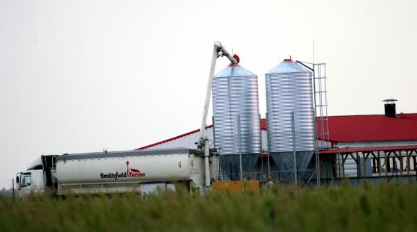 verdict smithfield vinovata de aparitia pestei