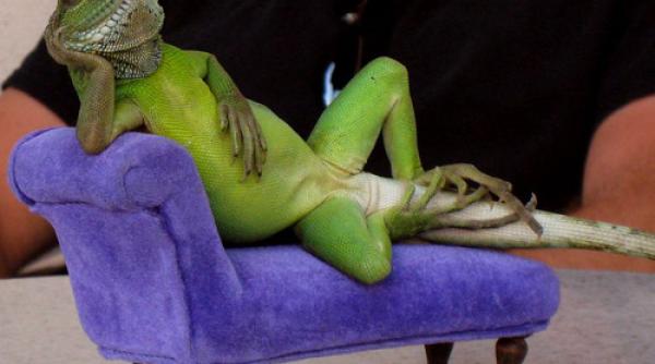 o octogenara si a invatat soparla sa salute