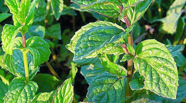 fitoterapie infuzia de izma buna