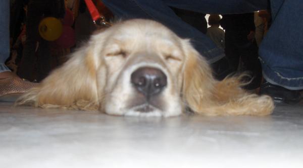 mai animalule azi e ziua ta