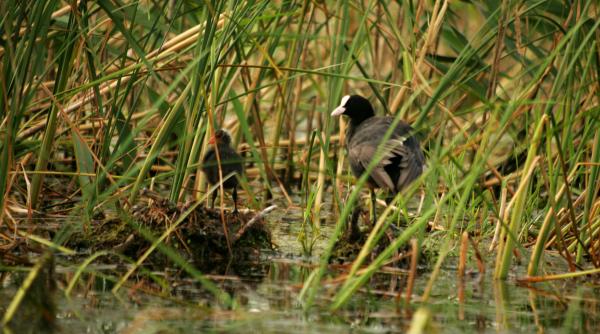 vanatoarea in delta trebuia interzisa