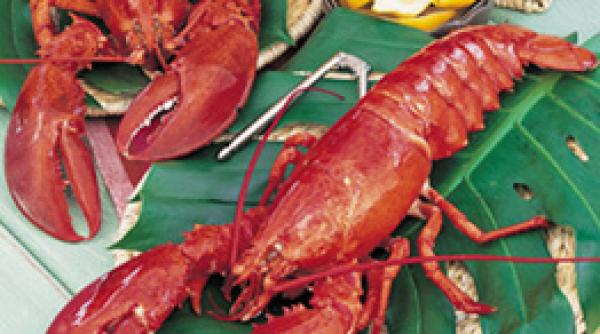 arestata din dragoste pentru animale