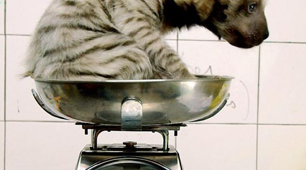 cantarul cel de toate zilele