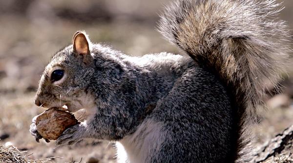 razboinicii si pacifistii