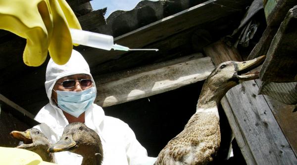 risc h5n1 mai periculos