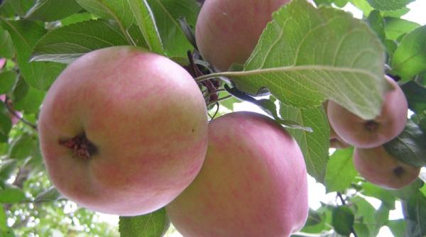 un mar pe zi tine doctorul departe