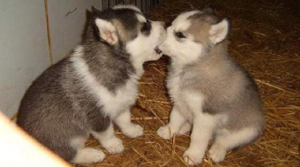 intrebari enervari mirari