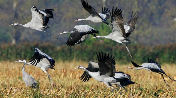 comisia europeanane arde pe mediu