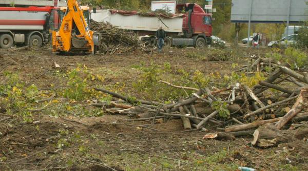 zeci de copaci au fost taiati pentru un bloc de 29 de etaje