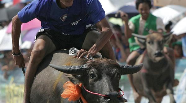 cursele thailandeze pe bivoli fiorosi