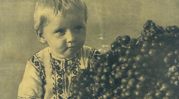 pentru podgorean butucii au suflet