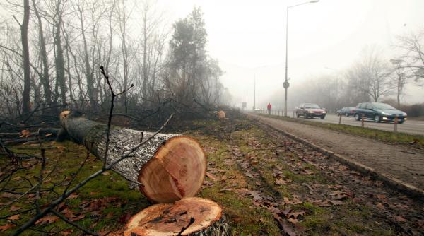 zeci de mii de copaci taiati oficial in ultimii doi ani
