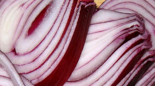 vedeta toamnei ceapa de buzau