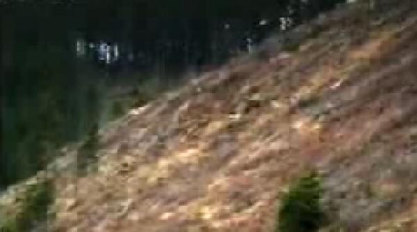 copacii din masivul piatra craiului pusi la pamant