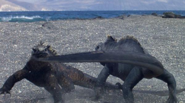 ghid de altoit nevasta reciproca n are nevoie de sfaturi