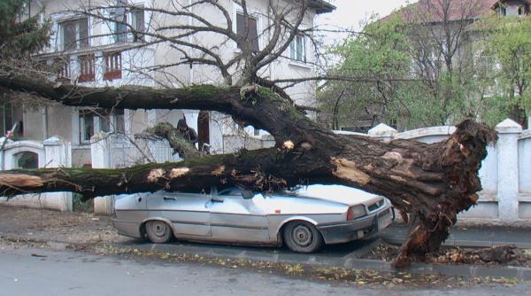 cod galben lapovita ninsoare vant