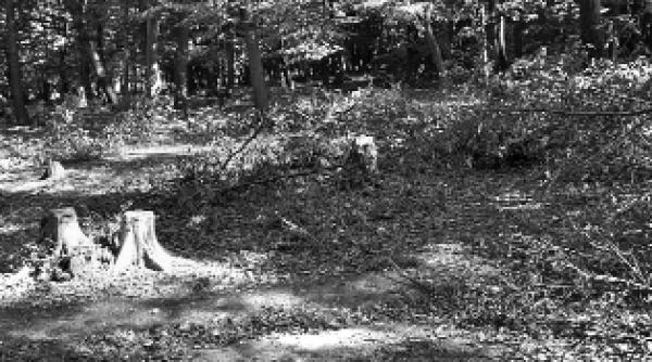 la iasi se taie si rezervatiile