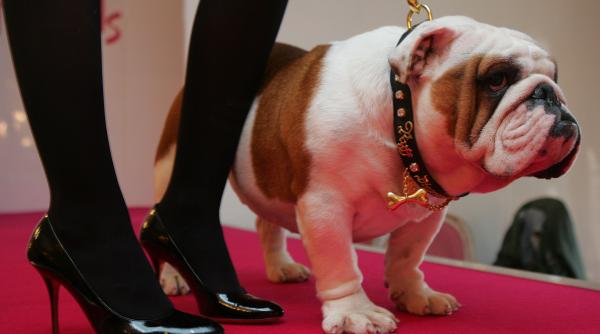 prezentare de moda canina