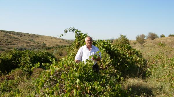 vii cu bani de la ue