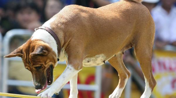 kanglond la paralele